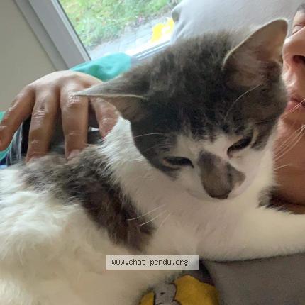 Foto 1/1 Grisouille Chat perdido en Pusignan