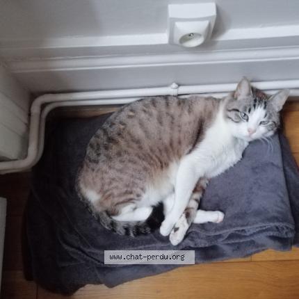 Foto 1/1 Mélo Chat perdido en St just st rambert