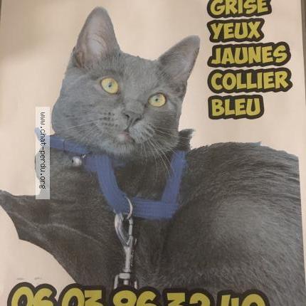 Foto 1/1 Phoebe Chat perdido en Plaisir