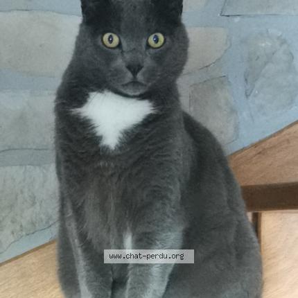 Foto 2/2 Gato encontrado Encontrado en Louargat