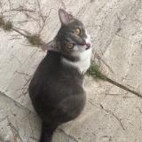 Foto del gato perdido en Angers