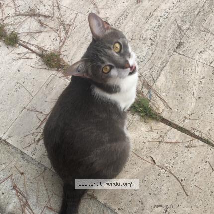 Foto 1/1 Luna Chat perdido en Angers