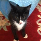 Foto del gato perdido en Worthing