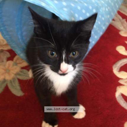 Foto 1/1 TEEZIE Chat perdido en Worthing