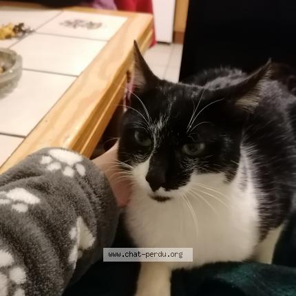 Foto 1/1 Smoothy Chat perdido en Vire normandie