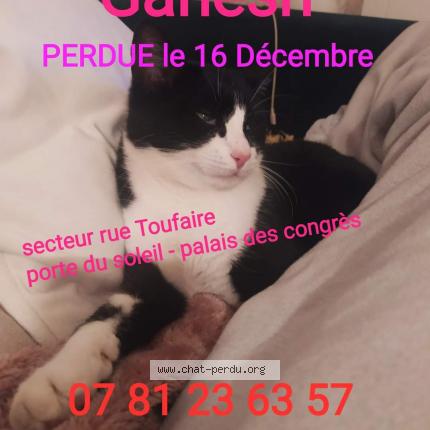 Foto 1/1 Ganesh Chat perdido en Rochefort
