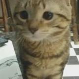 Foto del gato perdido en Colombier Fontaine