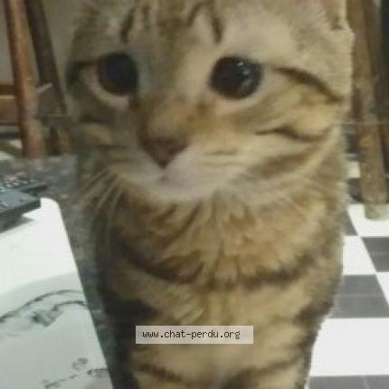 Foto 1/1 LOUSTIC Chat perdido en Colombier fontaine