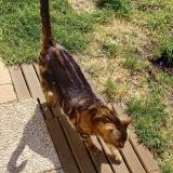 Foto del gato perdido en St Medard En Jalles