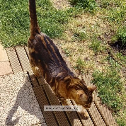 Foto 1/1 Arya Chat perdido en St medard en jalles