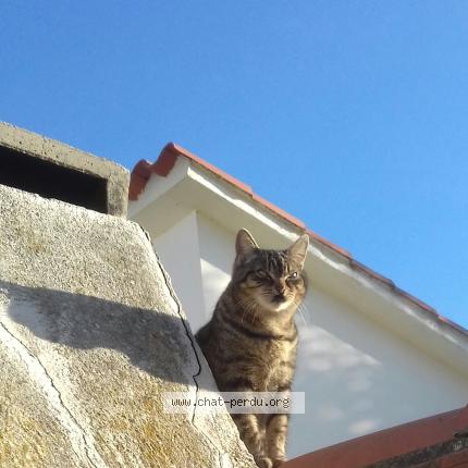 Foto 1/2 Divine Chat perdido en Alenya