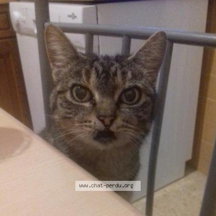 Foto 2/2 Divine Chat perdido en Alenya