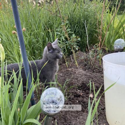 Foto 1/1 June Carter Chat perdido en Spirit river