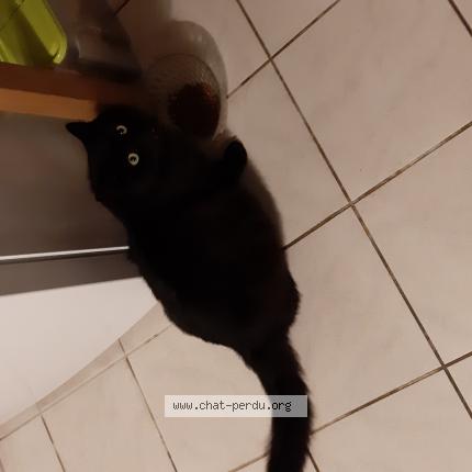 Foto 1/1 Gato encontrado Encontrado en Chanceaux sur choisille