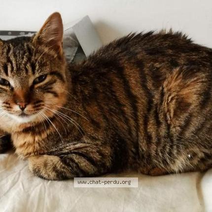 Foto 1/1 Popeye Chat perdido en Belleydoux