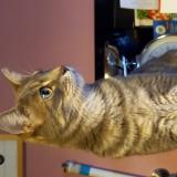 Foto del gato perdido en Espedaillac