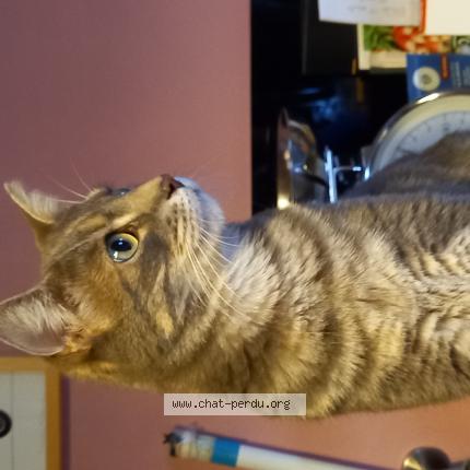 Foto 1/1 LULU Chat perdido en Espedaillac