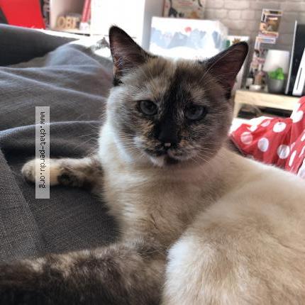 Foto 1/1 Siam Chat perdido en Avignon