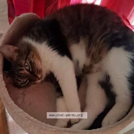 Foto 1/1 ISIS Chat perdido en Grenoble