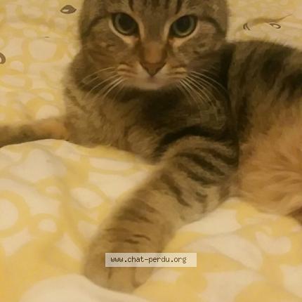 Foto 1/1 Titi Chat perdido en Yutz