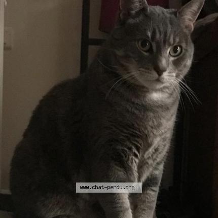 Foto 1/1 Ticao Chat perdido en Mortcerf