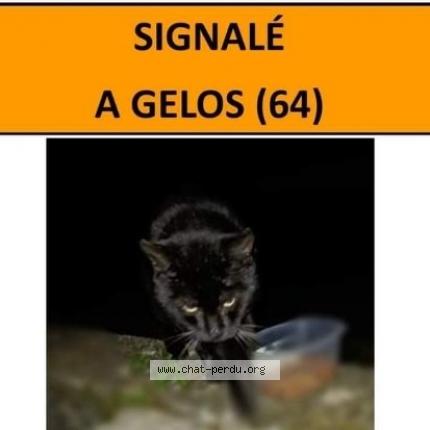 Foto 1/1 Gato encontrado Encontrado en Gelos