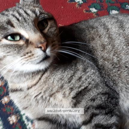 Foto 1/1 moumoun Chat perdido en Saint pe saint simon