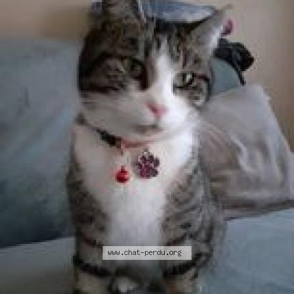 Foto 1/1 kyria Chat perdido en Stenay