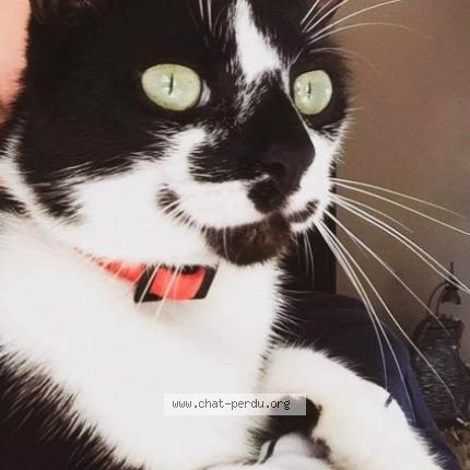 Foto 1/1 Minouche Chat perdido en St cyprien