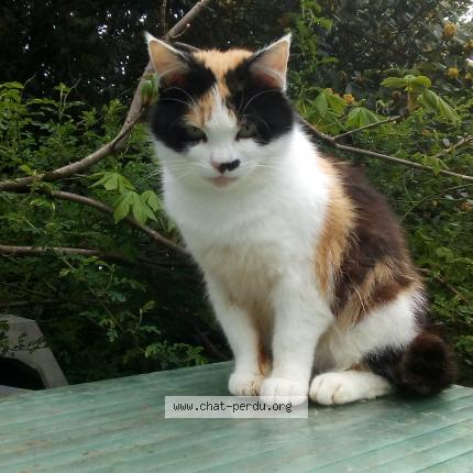 Foto 1/1 Manou Chat perdido en Le pellerin