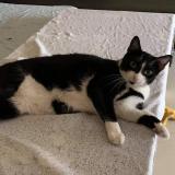 Foto del gato perdido en Eysines