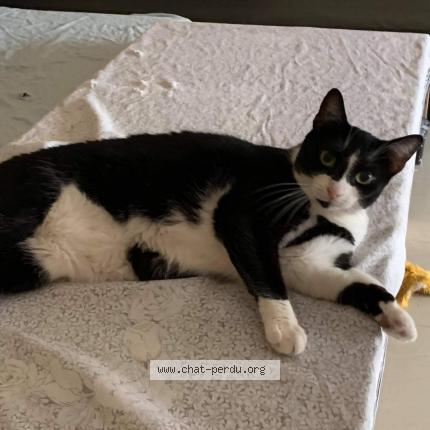 Foto 1/2 Minnie Chat perdido en Eysines