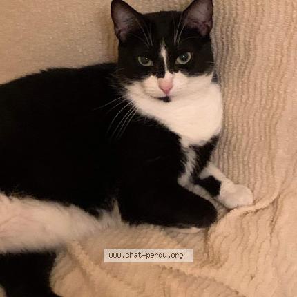 Foto 2/2 Minnie Chat perdido en Eysines