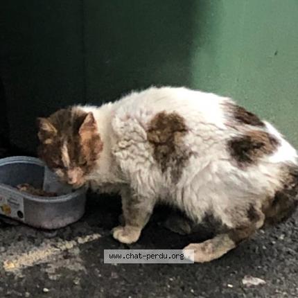 Foto 1/1 Gato encontrado Encontrado en Romans