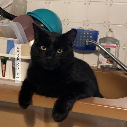 Foto 1/1 Lutin Chat perdido en Mortroux