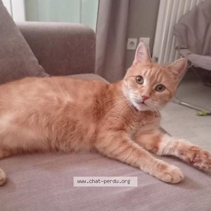Foto 1/1 Mimi Chat perdido en Agen