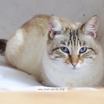 Foto 1/1 Gato encontrado Perdido en La salvetat belmontet