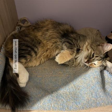 Foto 1/1 Olympe Chat perdido en Treves