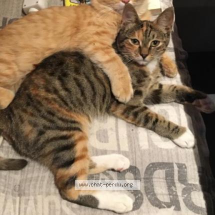 Foto 1/1 Shenzy Chat perdido en Lormont