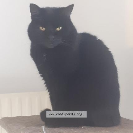 Foto 1/1 Molly Chat perdido en Marcq en baroeul