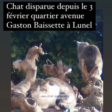 Foto 1/1 Pompon Chat perdido en Lunel