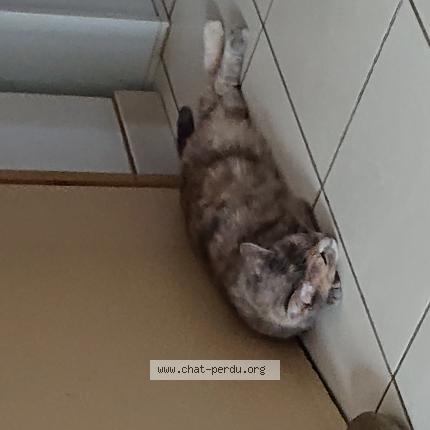 Foto 1/1 Mimi Chat perdido en Castelsarrasin