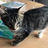 Foto del gato perdido en Villers Les Nancy