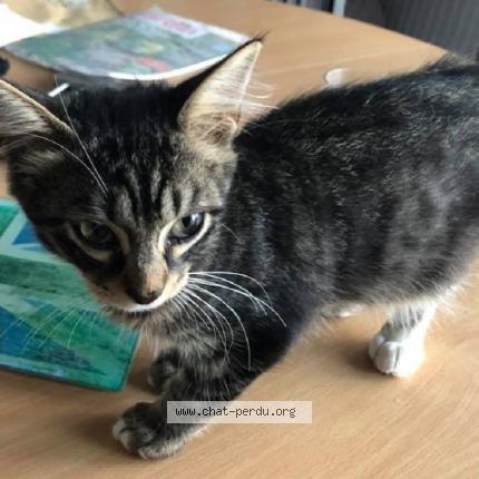 Foto 1/1 Gato encontrado Perdido en Villers les nancy