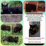 Foto del gato perdido en Cugnaux