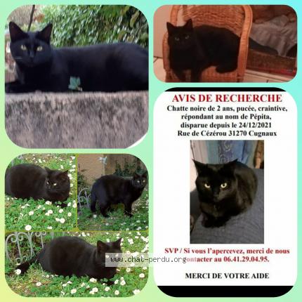Foto 1/1 PEPITA Chat perdido en Cugnaux