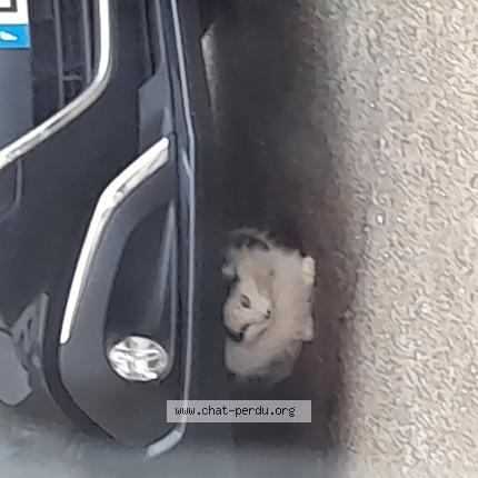 Foto 1/1 Gato encontrado Encontrado en Usseau val du mignon