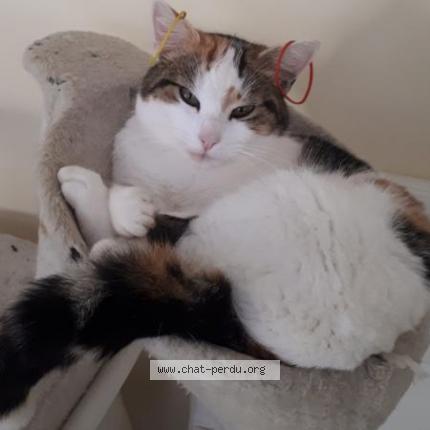 Foto 1/2 Leya Chat perdido en Labastide saint georges