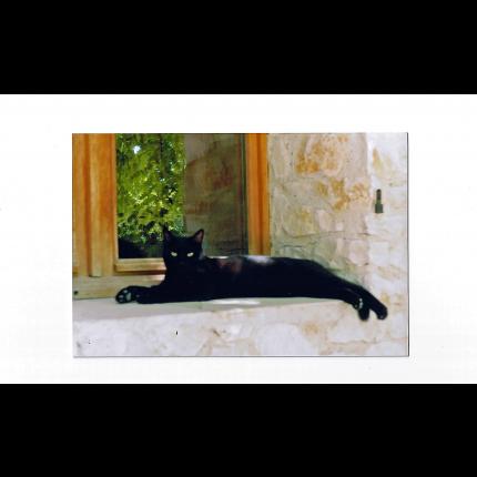 Foto 1/1 rominet Chat perdido en Crazannes