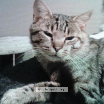 Foto 1/1 jumball Chat perdido en Grosmagny